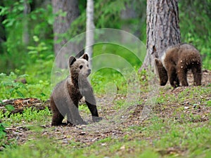 Brown bear cub in the forest