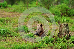 Brown bear cub in forest