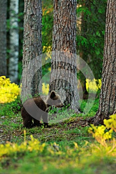 Brown bear cub in forest