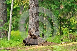 Brown bear cub in forest