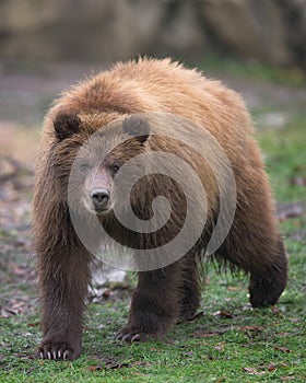 Brown bear cub full body standing portrait