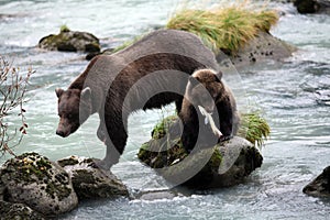 Brown bear cub holding fish in his mouth with sow by his side (Ursus arctos), Alaska, Chilkoot River, near Haines