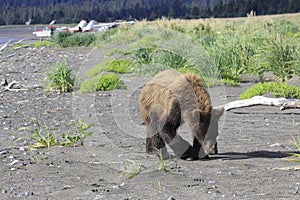 Brown Bear cub learning the trade of using his nose