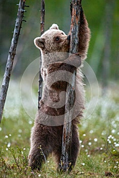 Brown bear cub licks a tree, standing on his hind legs at a tree in the summer forest.