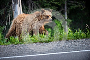 Brown Bear Cub looking into the camera