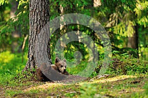 Brown bear cub lying in forest