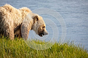 Brown bear cub with mouthful of sedge grass