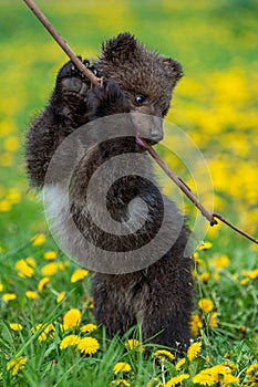 Brown bear cub playing on the summer field