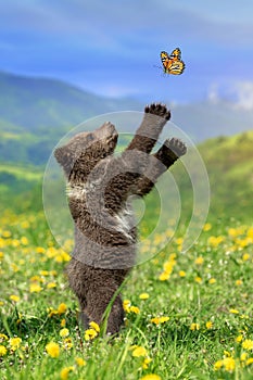 Brown bear cub playing on the summer mountain with butterfly