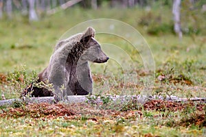 Brown bear cub playing on a tree trunk in summer