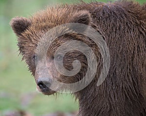 Brown bear cub portrait