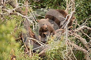 Brown bear cub resting in dead tree