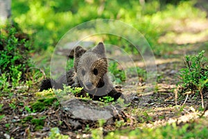 Brown bear cub resting