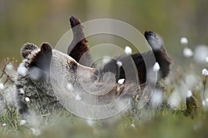 Brown bear cub resting