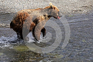 Brown Bear Cub Running in Katmai National Park and Preserve