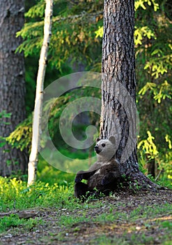 Brown Bear cub sitting