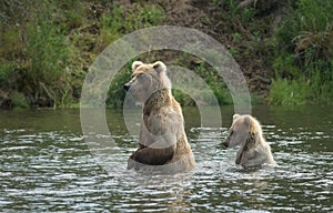 Brown bear cub and sow