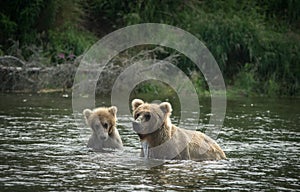 Brown bear cub and sow