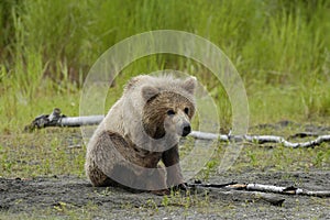 Brown bear cub sratching ear