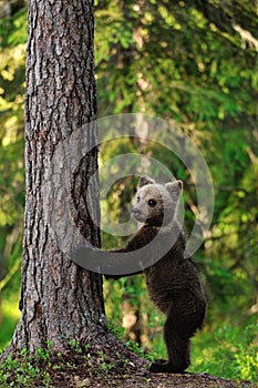 Brown Bear Cub standing