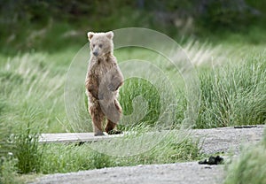 Brown bear cub standing