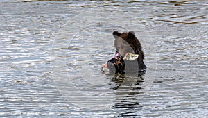 Brown bear cub standing in the Brooks River with dead salmon in mouth, Katmai National Park, Alaska, USA