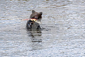 Brown bear cub standing in the Brooks River with dead salmon in mouth, Katmai National Park, Alaska, USA