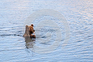 Brown bear cub standing in the Brooks River eating salmon, Katmai National Park, Alaska, USA