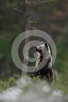 Brown bear cub standing