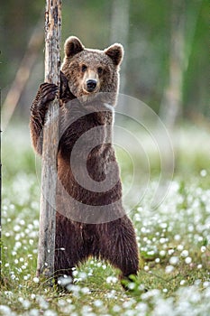 Brown bear cub standing on his hind legs in the summer forest on the bog among white flowers.