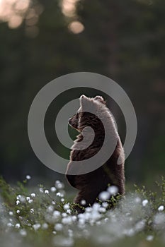 Brown bear cub standing at sunset with forest background