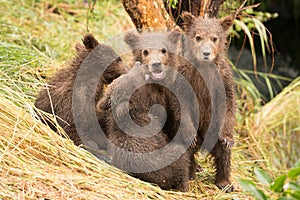 Brown bear cub standing beside three siblings