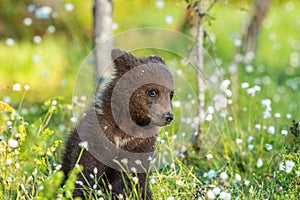 Brown bear cub in the summer forest among white flowers.