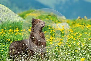 Brown bear cub on the summer meadow. Ursus arctos in grass with flowers on mountain background