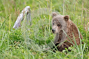 Brown Bear Cub in Tall Grasses