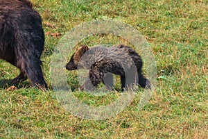 Brown bear cub (Ursus arctos) following the mother bear. photo