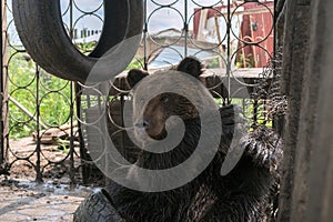 Brown bear cub Ursus arctos sits in a cage on automobile tires.