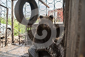 Brown bear cub Ursus arctos is sitting in a iron cage on automobile tires and looking straight.