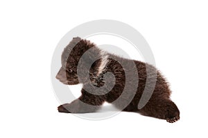 Brown Bear cub (Ursus arctos), on white