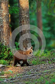 Brown bear cub walking