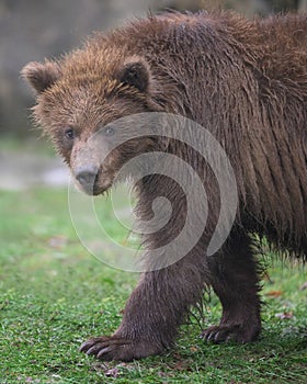 Brown bear cub walking on grass