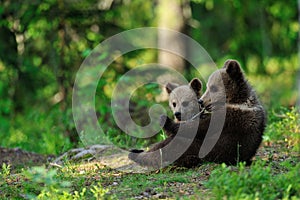 Brown bear cubs