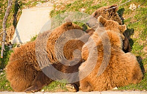 Brown bear and cubs