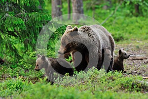 Brown bear with cubs