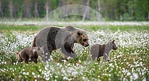 Brown bear cubs with she bear in the summer forest on the bog among white flowers.