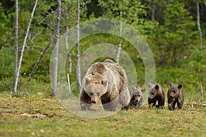 Brown bear with cubs