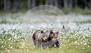 Brown bear cubs on the bog among white flowers. Bear Cub stands on its hind legs. Scientific name: Ursus arctos