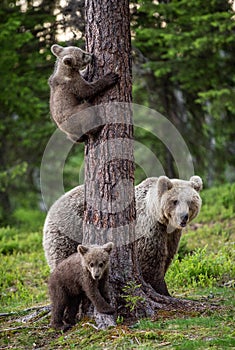 Brown bear cubs climbs a tree. She-bear and cubs in the summer forest.