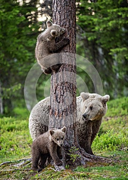 Brown bear cubs climbs a tree. She-bear and cubs in the summer forest.