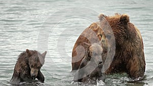 Brown bear cubs fight for fish